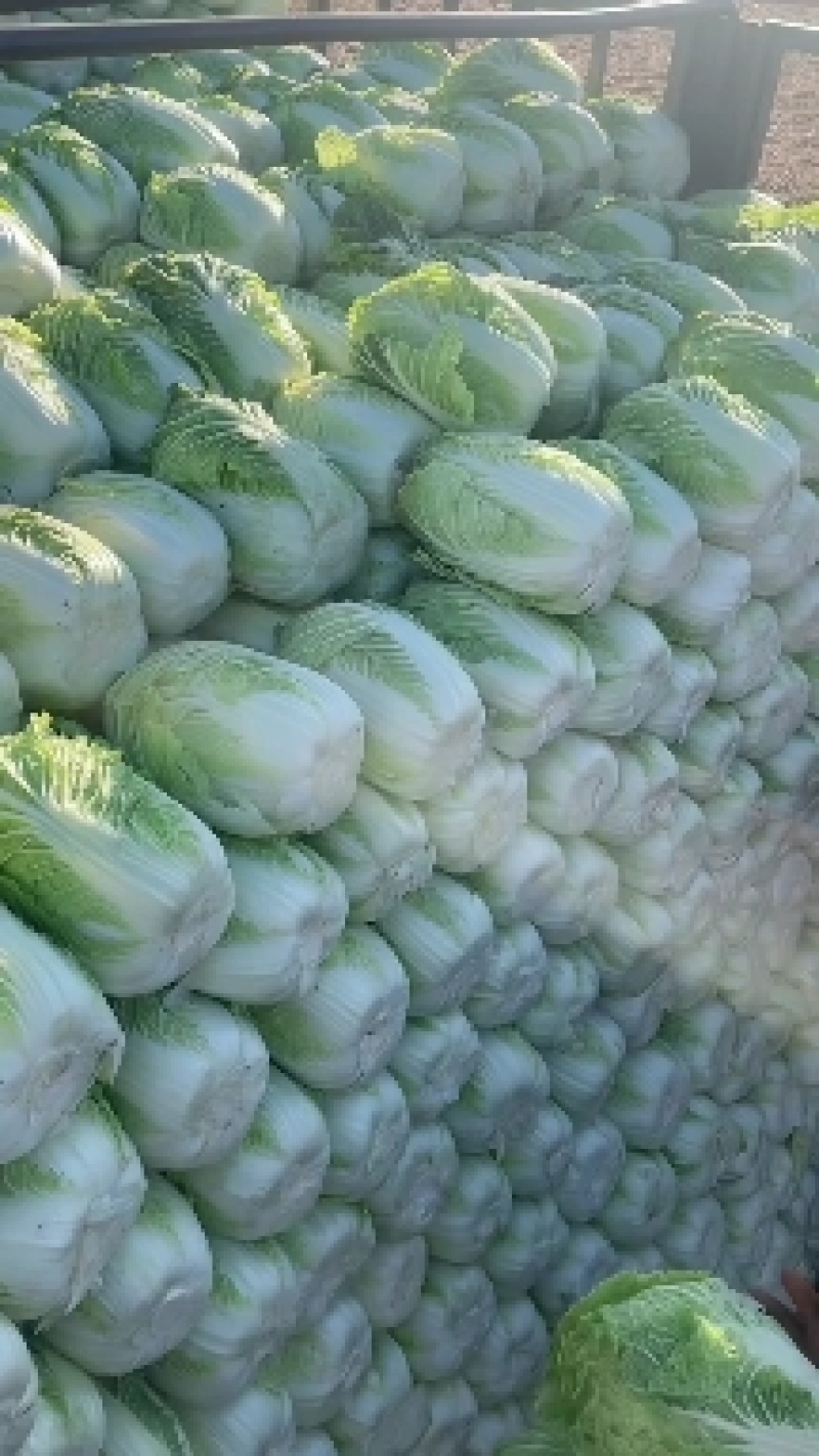 白菜，吉林黄心白菜，产地直发，实力代办，保质保量