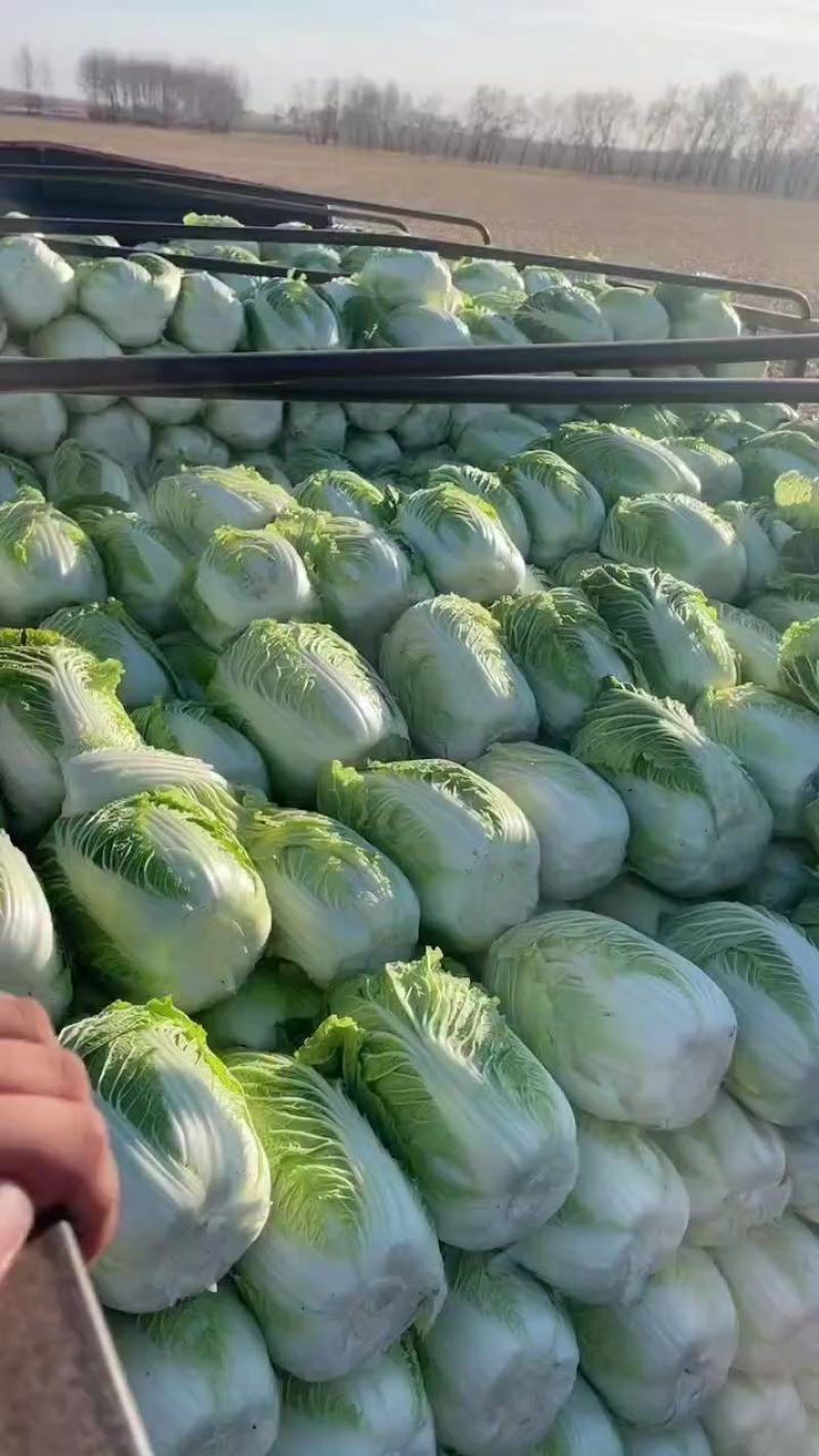 白菜，吉林黄心白菜，产地直发，实力代办，保质保量