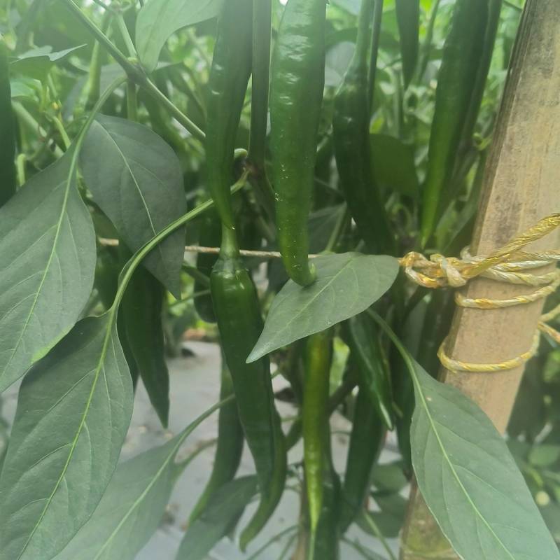 青小米椒.青美人椒，全国发货，保质保量，诚信经营，欢迎来电