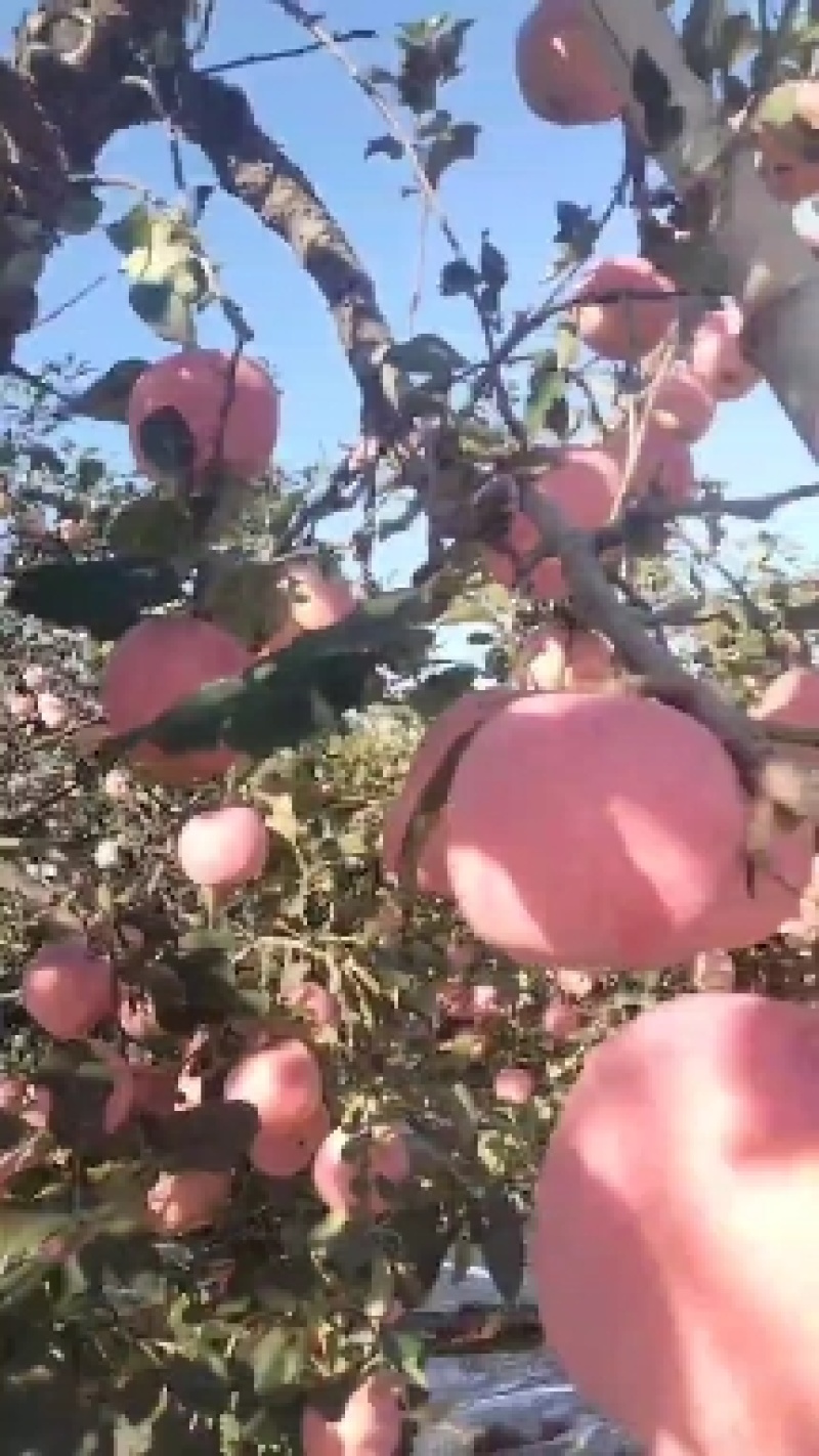 【红富士】条红片红全红纸袋膜袋都有无黑点擦伤口感脆甜水分足