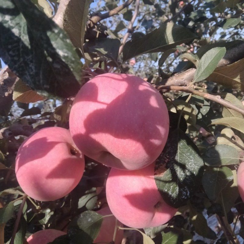 【红富士】条红片红全红纸袋膜袋都有无黑点擦伤口感脆甜水分足