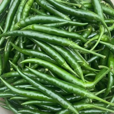 青小米椒.青美人椒，全国发货，保质保量，诚信经营，欢迎来电