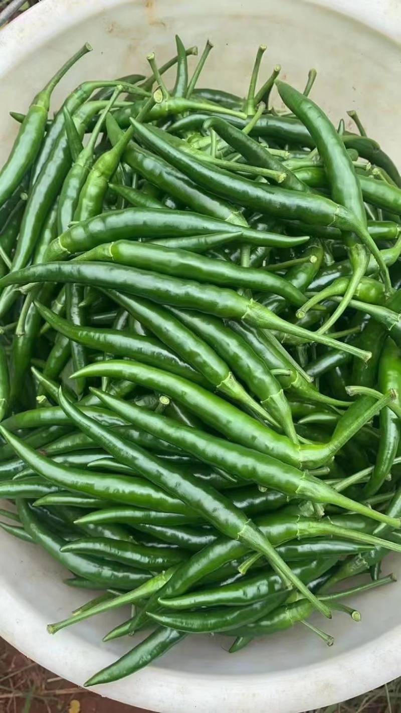 青小米椒.青美人椒，全国发货，保质保量，诚信经营，欢迎来电