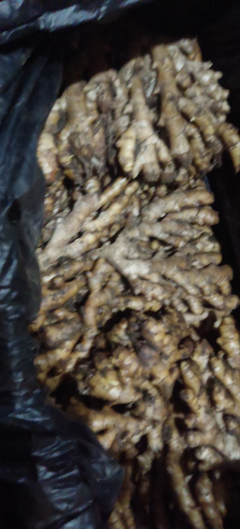 供应广西金秀火姜，糖厂专用