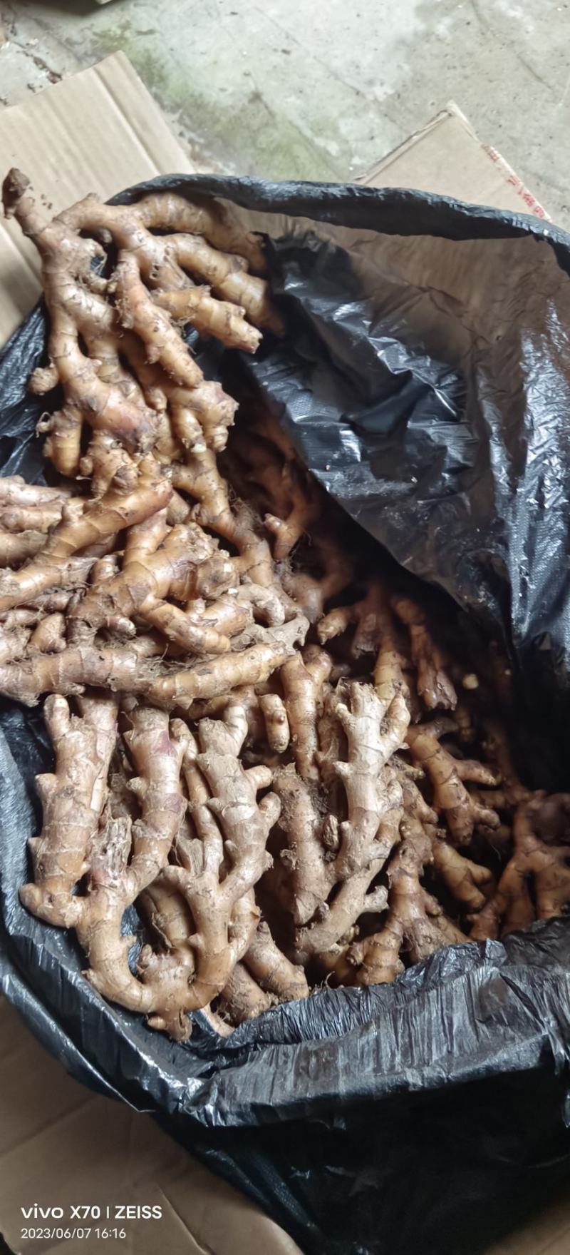 供应广西金秀火姜，糖厂专用