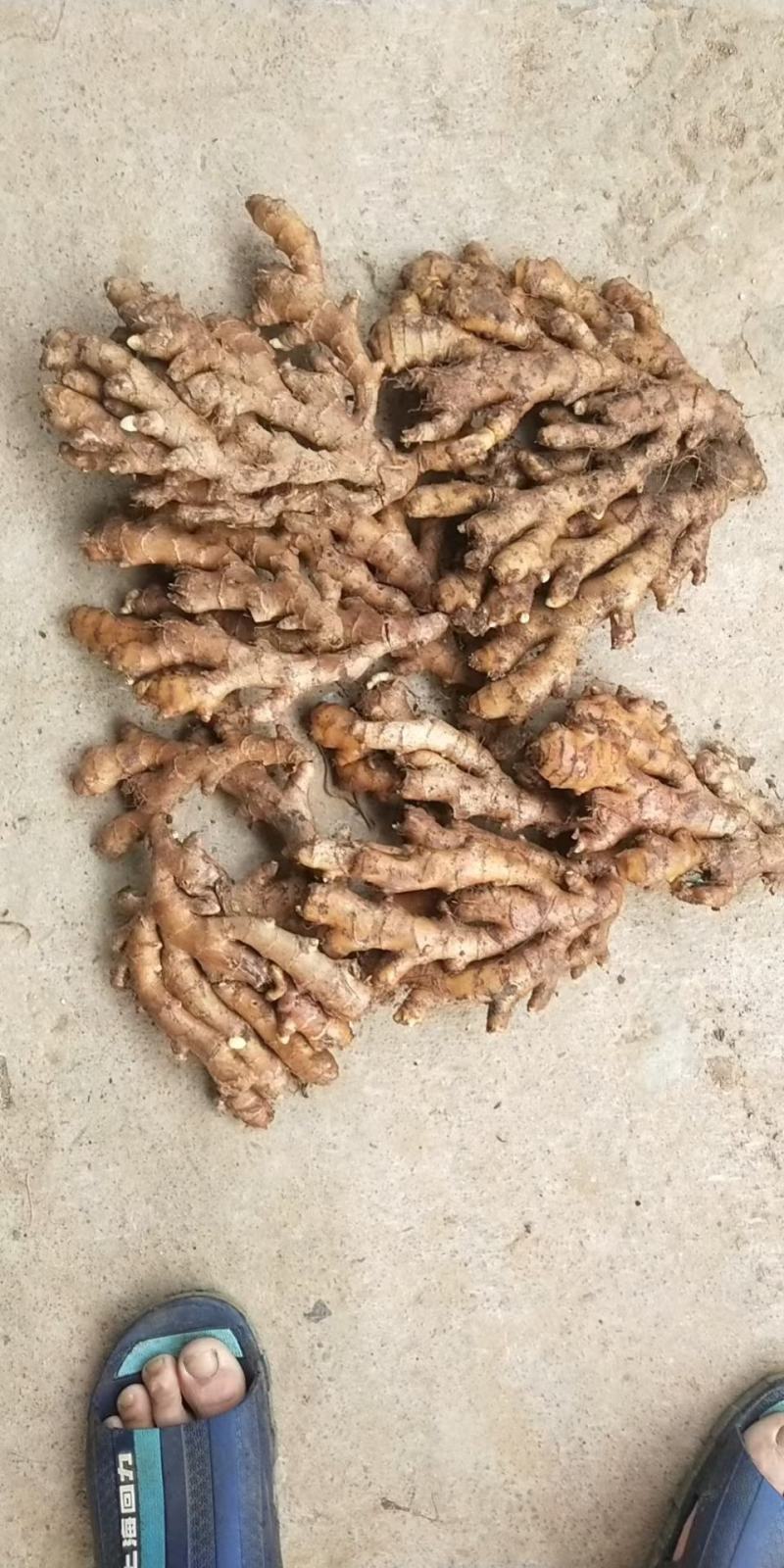 供应广西金秀火姜，糖厂专用