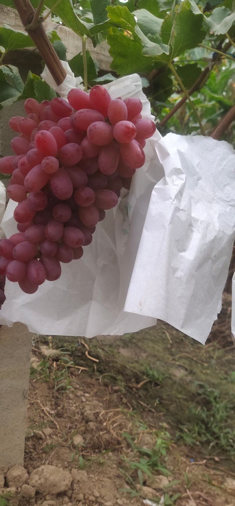 大量供应陕西克伦生葡萄欢迎咨询洽谈