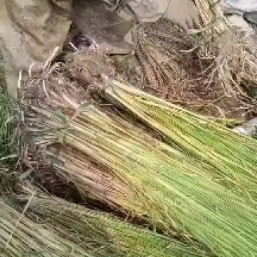 裸根睡莲基地直发