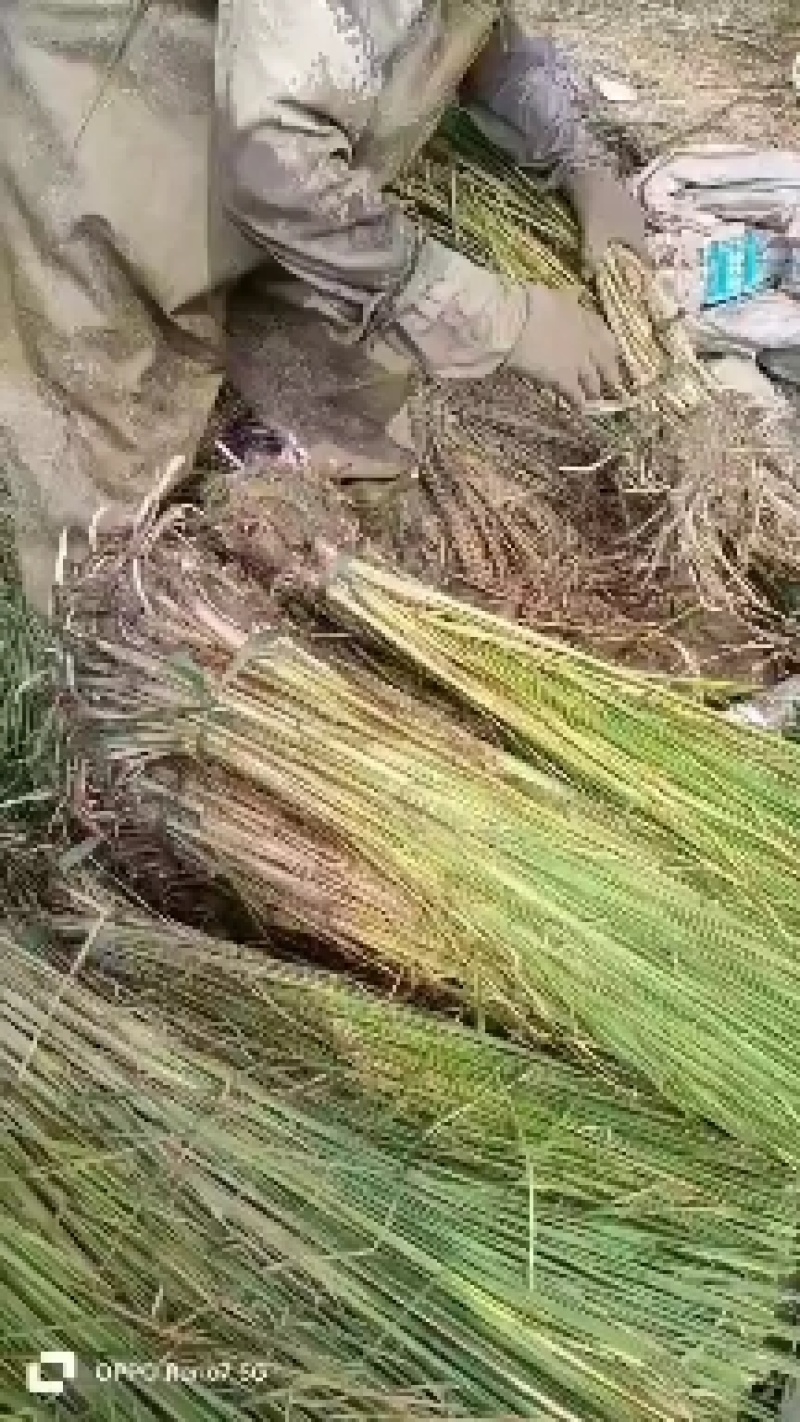 裸根睡莲基地直发