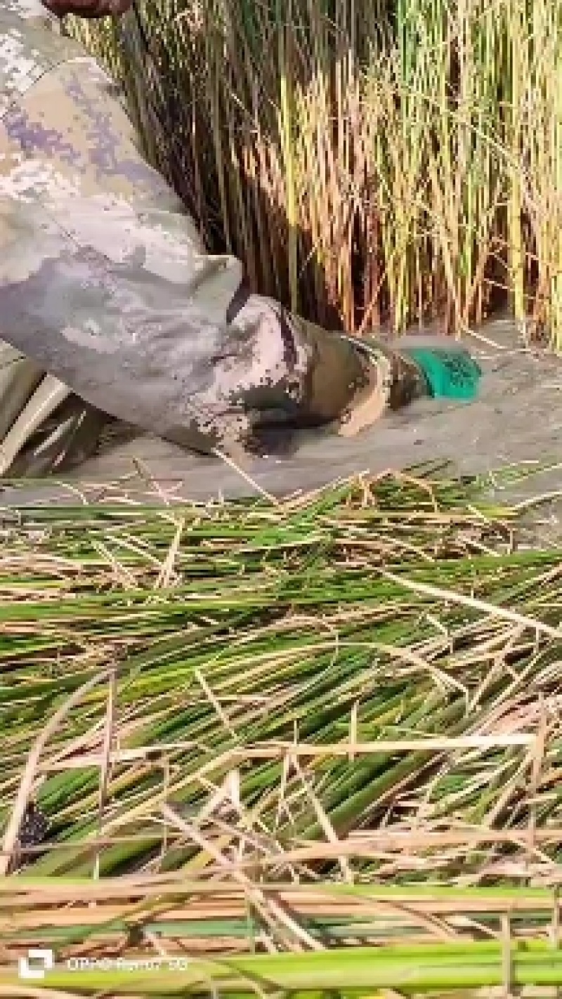 裸根睡莲基地直发