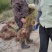 裸根睡莲基地直发
