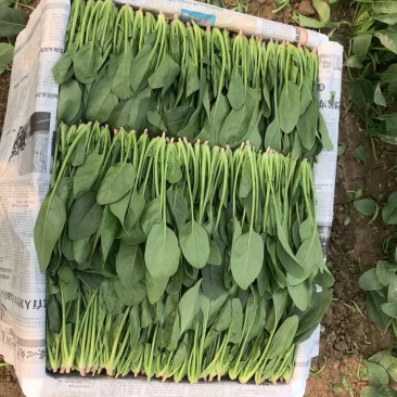 菠菜，小菠菜，大叶菠菜，火锅菠菜，产地大量供应