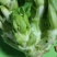 山西忻州儿菜大量上市，欢迊新老客户前来选构。