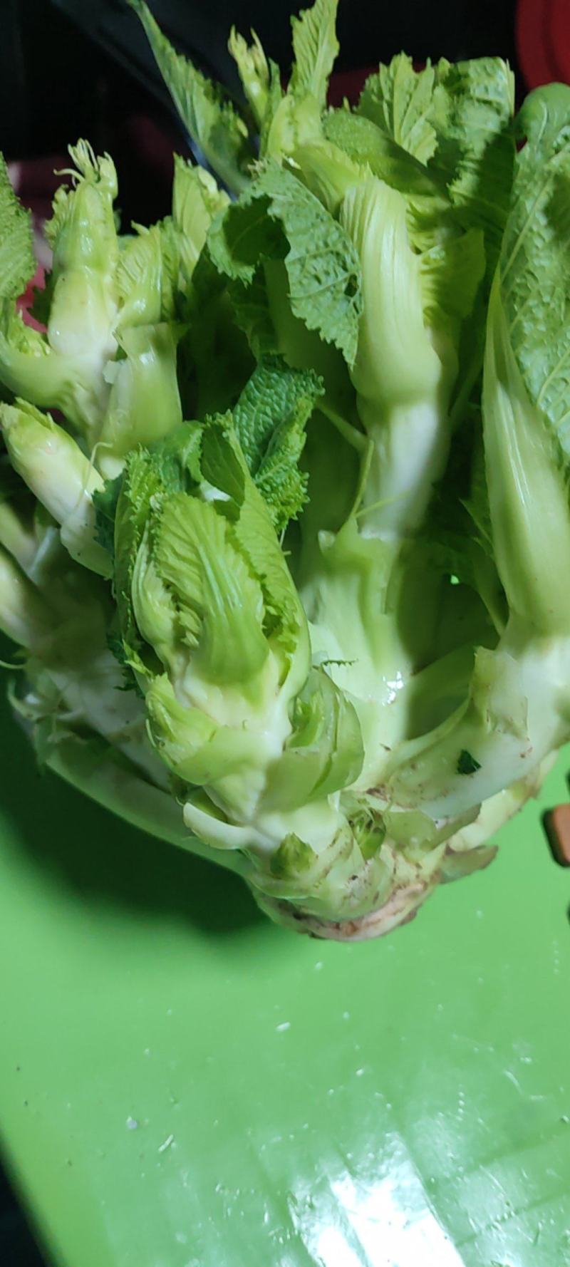 山西忻州儿菜大量上市，欢迊新老客户前来选构。