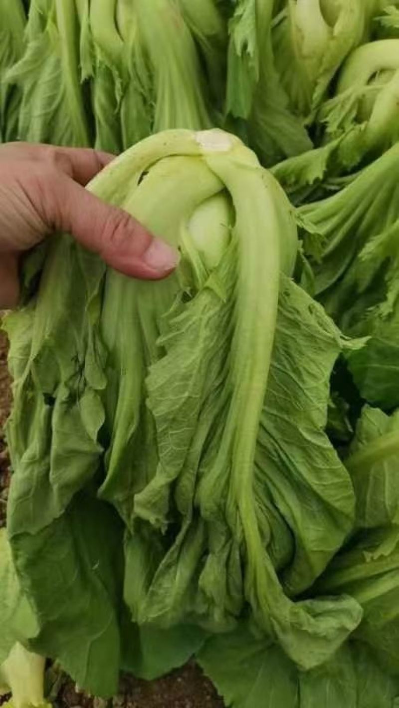 湖南包心芥菜.叶用芥菜.一手货源.质量保证.大量供应