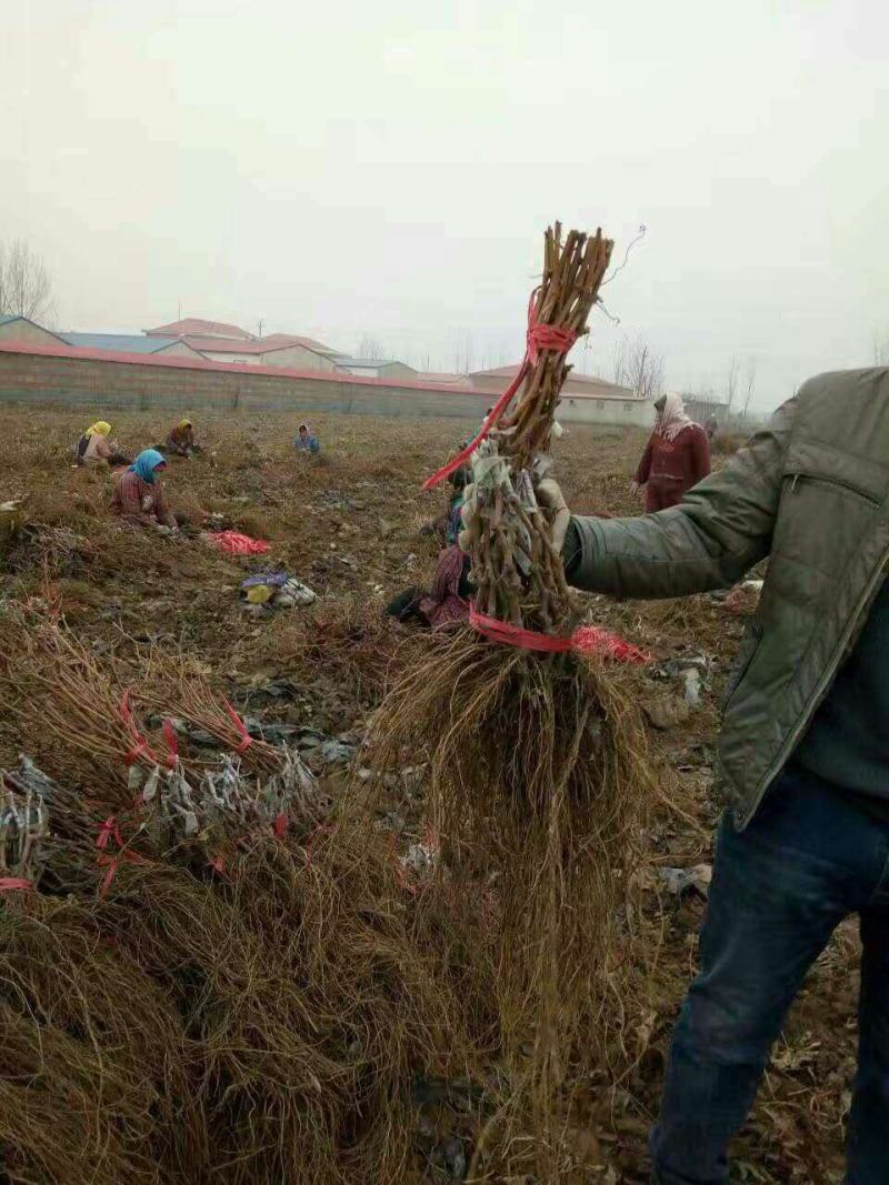 葡萄苗嫁接阳光玫瑰葡萄苗m9t337阳光玫瑰葡萄苗