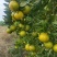 精品柑橘