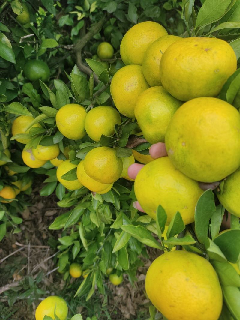 精品柑橘