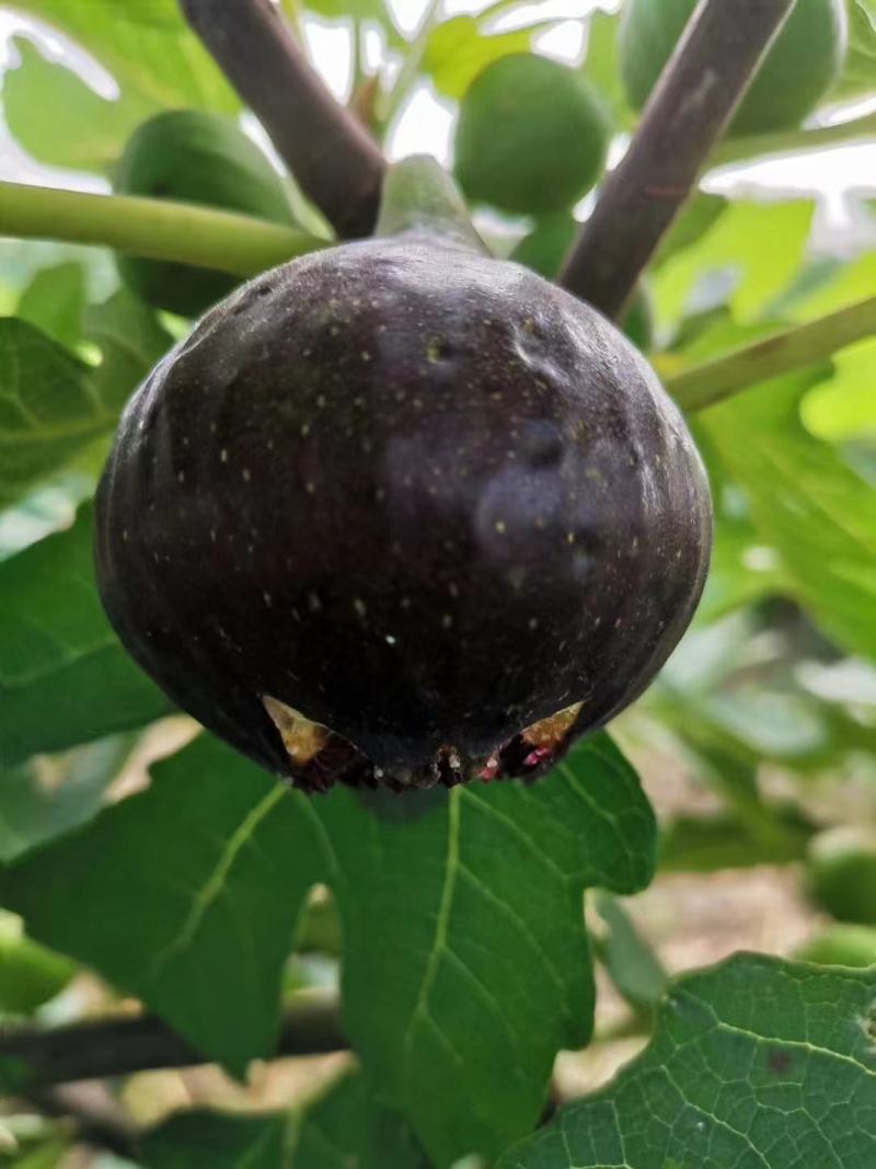湖北无花果苗波姬红，金奥芬，BNR，斯特拉一手货源