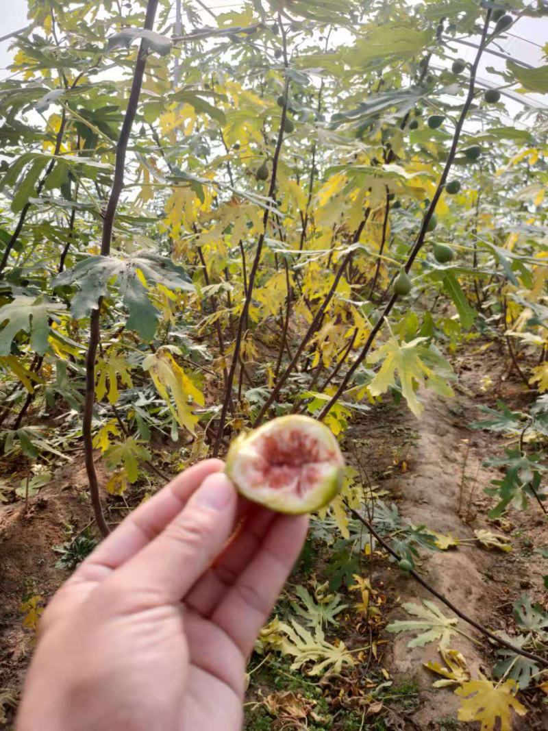 无花果树苗品种有金奥芬波姬红斯特拉青皮无花果