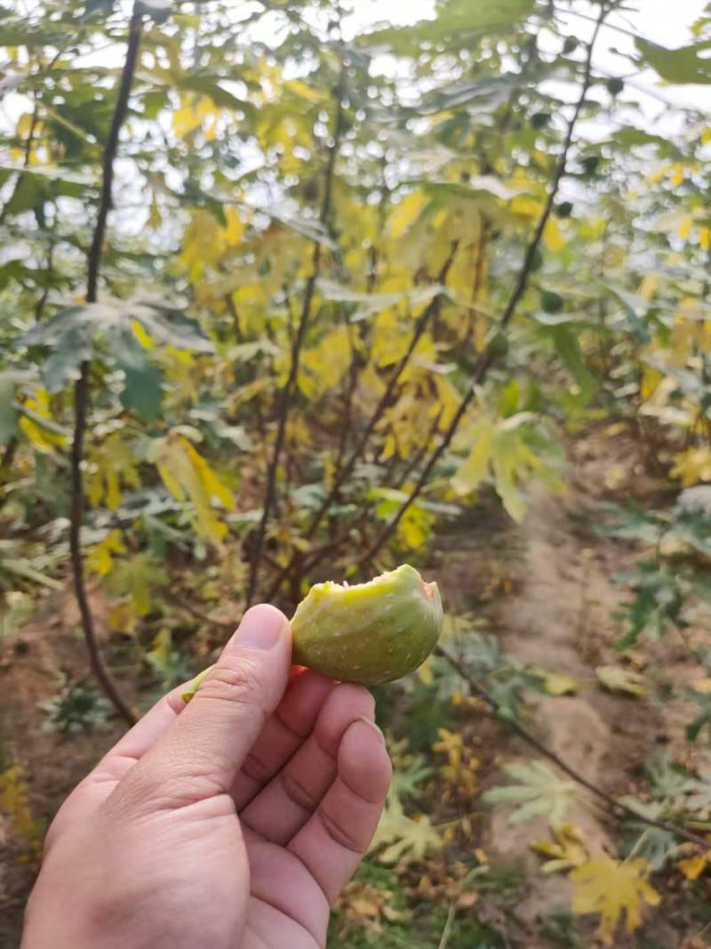 无花果树苗品种有金奥芬波姬红斯特拉青皮无花果