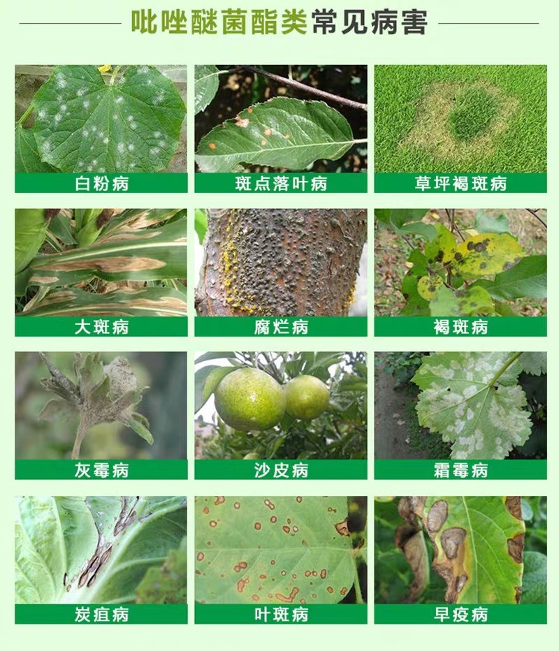 靓快25%吡唑醚菌脂吡唑醚嘧菌酯霜霉病早晚疫病白粉病杀菌