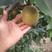 山农酥梨苗，秋月梨苗红梨，基地一手货源，对接全国客商