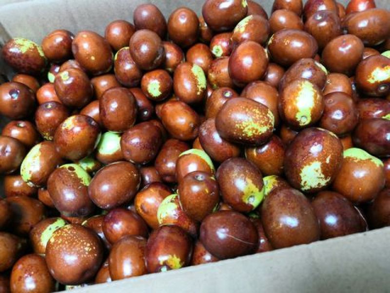 枣树树苗品种有蟠栆龙须枣冬枣金丝枣新疆灰枣树苗