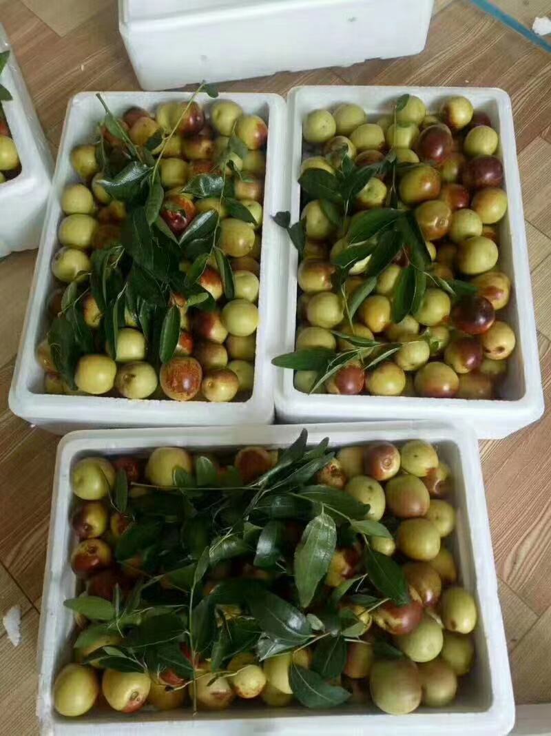 枣树树苗品种有蟠栆龙须枣冬枣金丝枣新疆灰枣树苗