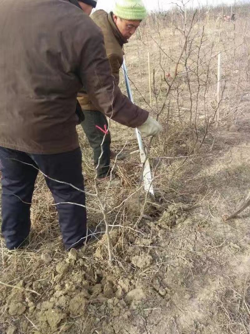 枣树树苗品种有蟠栆龙须枣冬枣金丝枣新疆灰枣树苗