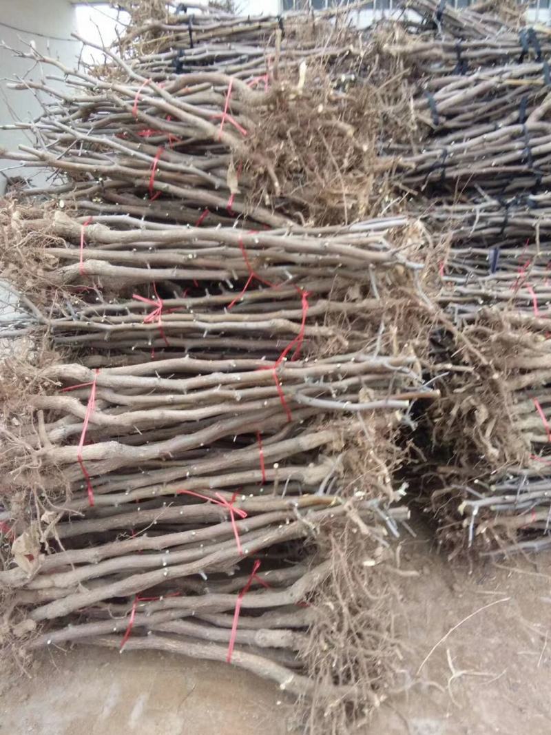 枣树树苗品种有蟠栆龙须枣冬枣金丝枣新疆灰枣树苗