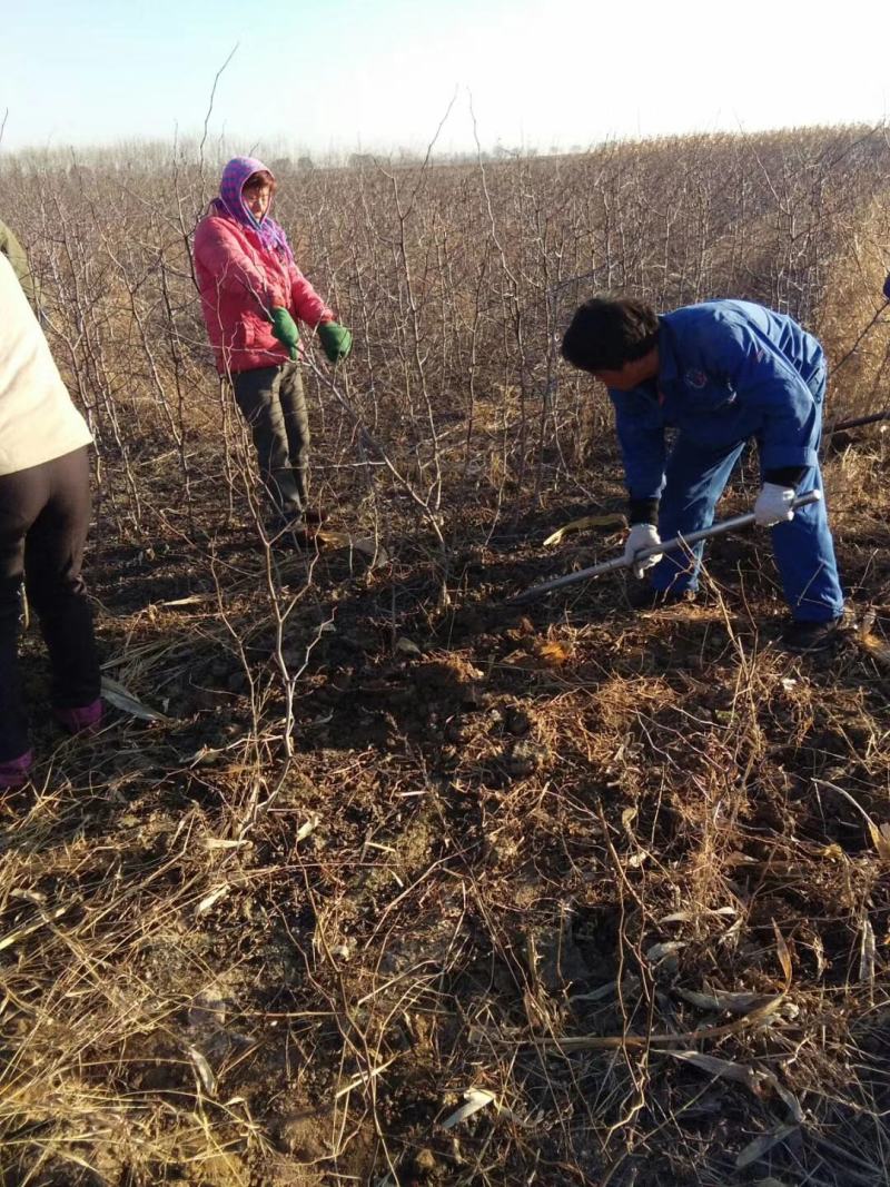 枣树树苗品种有蟠栆龙须枣冬枣金丝枣新疆灰枣树苗