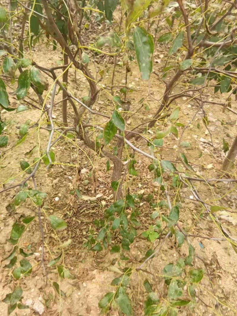 枣树树苗品种有蟠栆龙须枣冬枣金丝枣新疆灰枣树苗