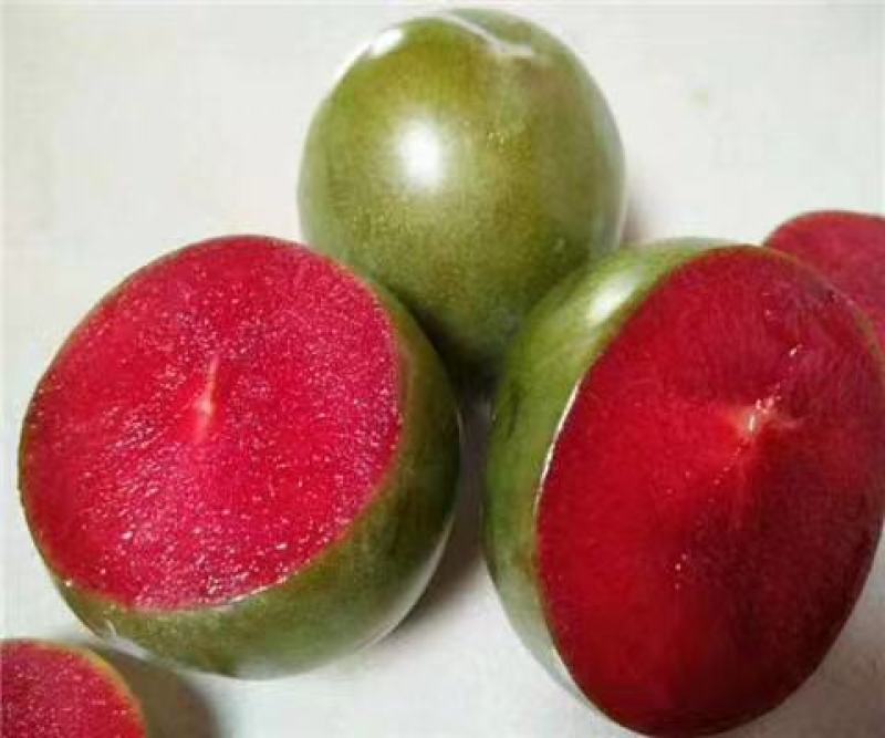 味王李子苗，味帝，恐龙蛋李子味后，对接全国客商