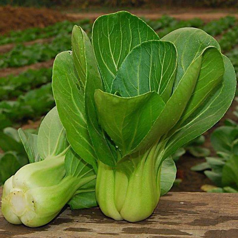 【油菜】大量上市了价格优惠品质保证货源充足。