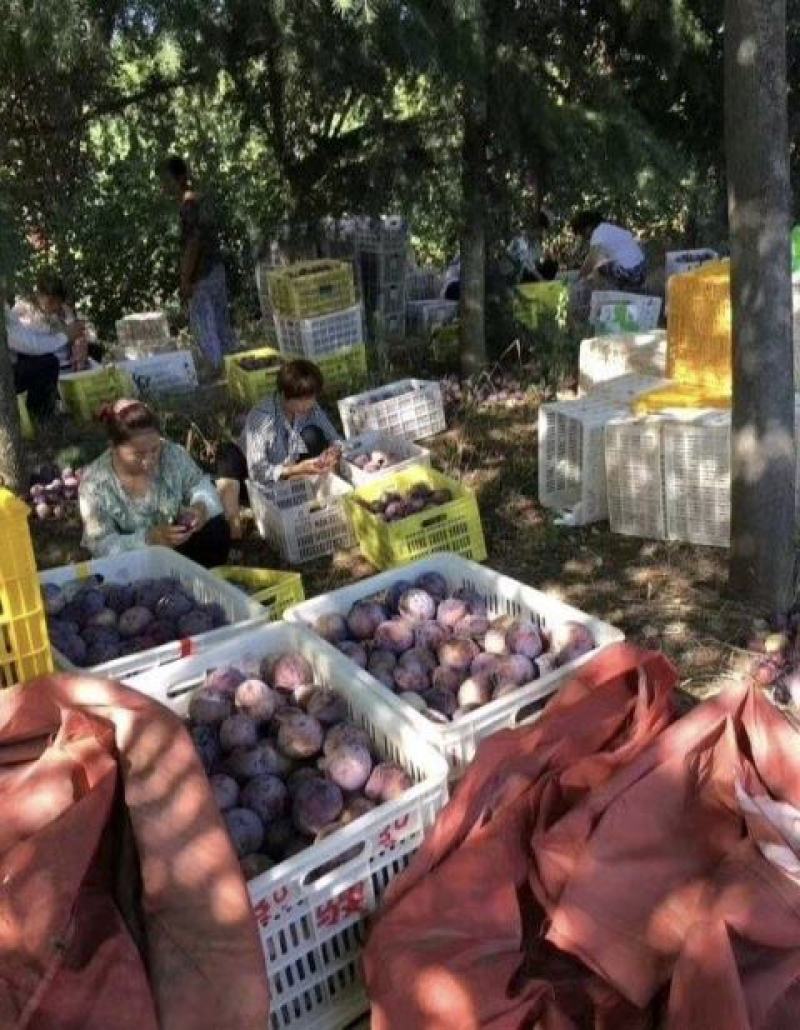 李子苗品种有味帝风味玫瑰青脆李黑布朗西梅子苗