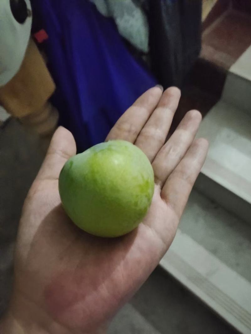 李子苗品种有味帝风味玫瑰青脆李黑布朗西梅子苗