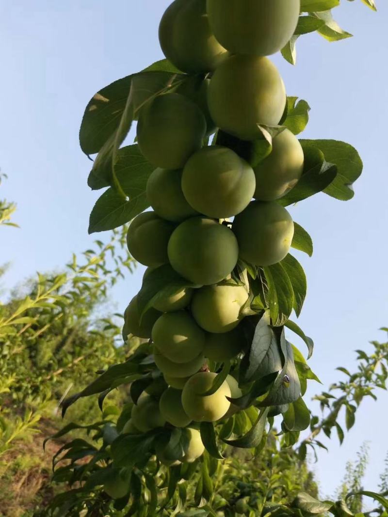 李子苗品种有味帝风味玫瑰青脆李黑布朗西梅子苗