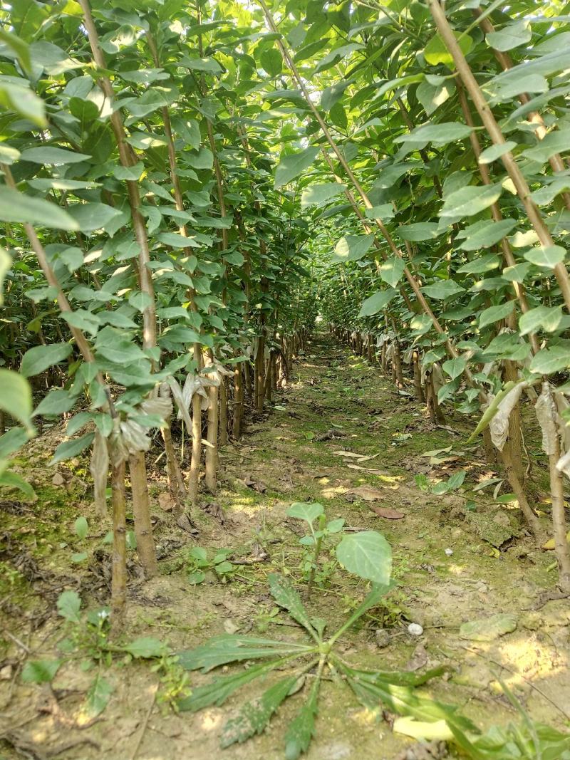 李子苗品种有味帝风味玫瑰青脆李黑布朗西梅子苗