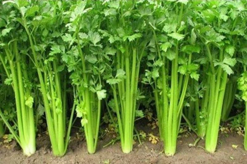【芹菜】大量上市价格优惠品质保证货源充足量大优