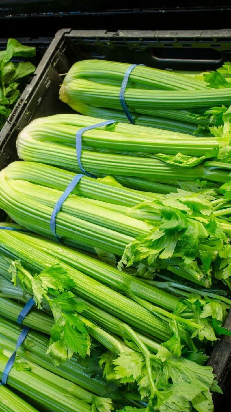 【芹菜】大量上市价格优惠品质保证货源充足量大优