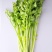 【芹菜】大量上市价格优惠品质保证货源充足量大优