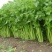 【芹菜】大量上市价格优惠品质保证货源充足量大优