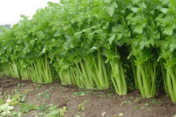 西芹种植基地航拍图