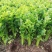 【芹菜】大量上市价格优惠品质保证货源充足量大优