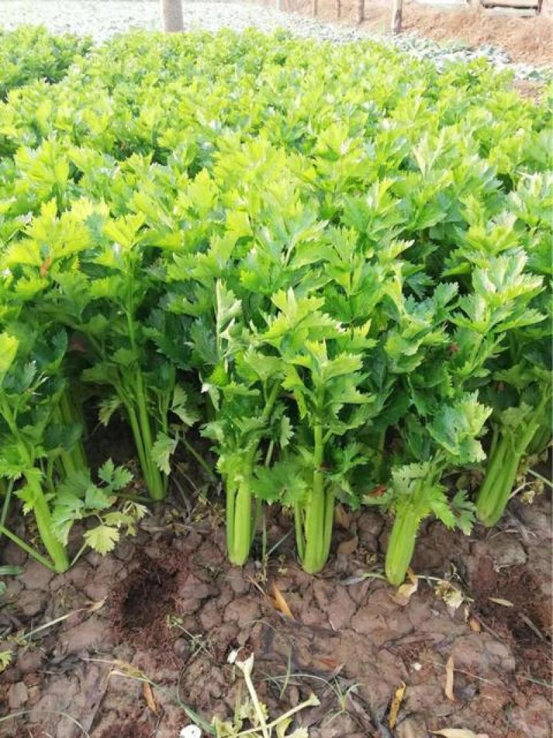 【芹菜】大量上市价格优惠品质保证货源充足量大优