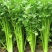 【芹菜】大量上市价格优惠品质保证货源充足量大优