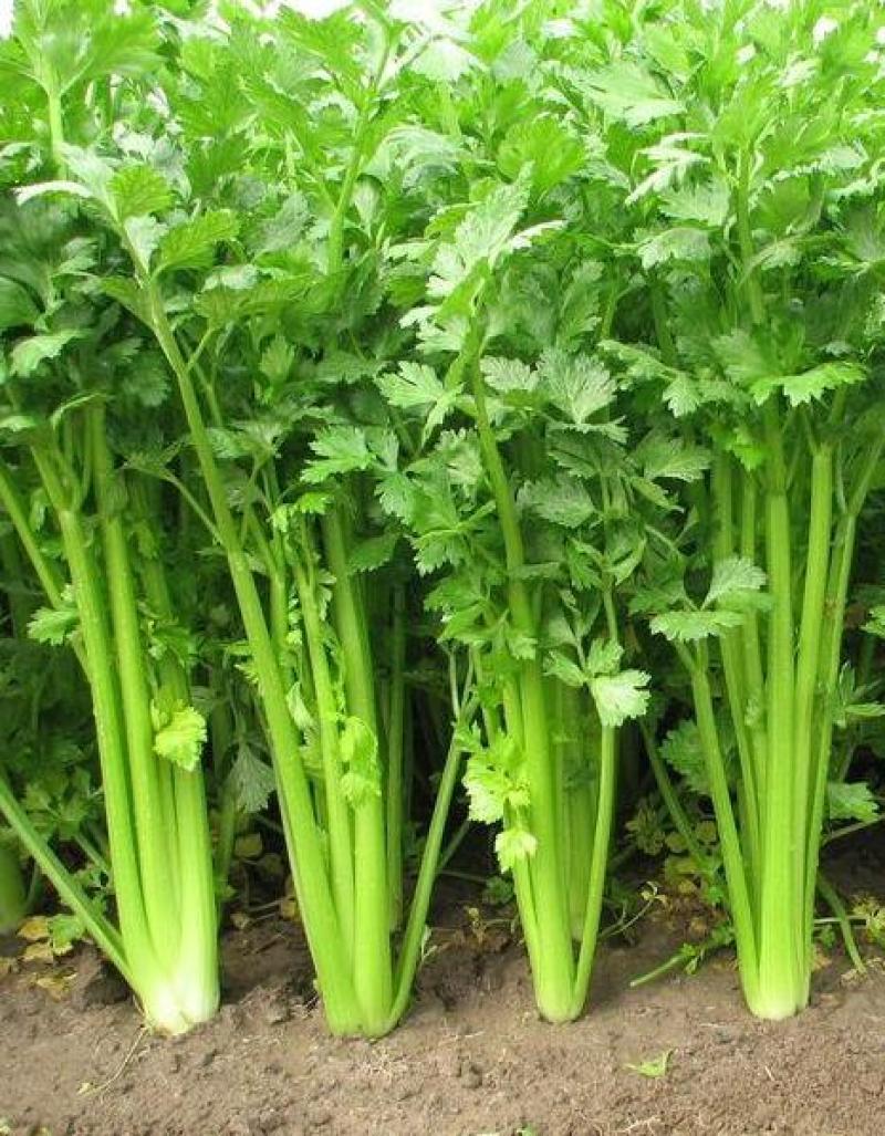 【芹菜】大量上市价格优惠品质保证货源充足量大优
