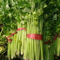 【芹菜】大量上市价格优惠品质保证货源充足量大优