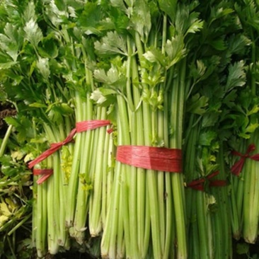 【芹菜】大量上市价格优惠品质保证货源充足量大优